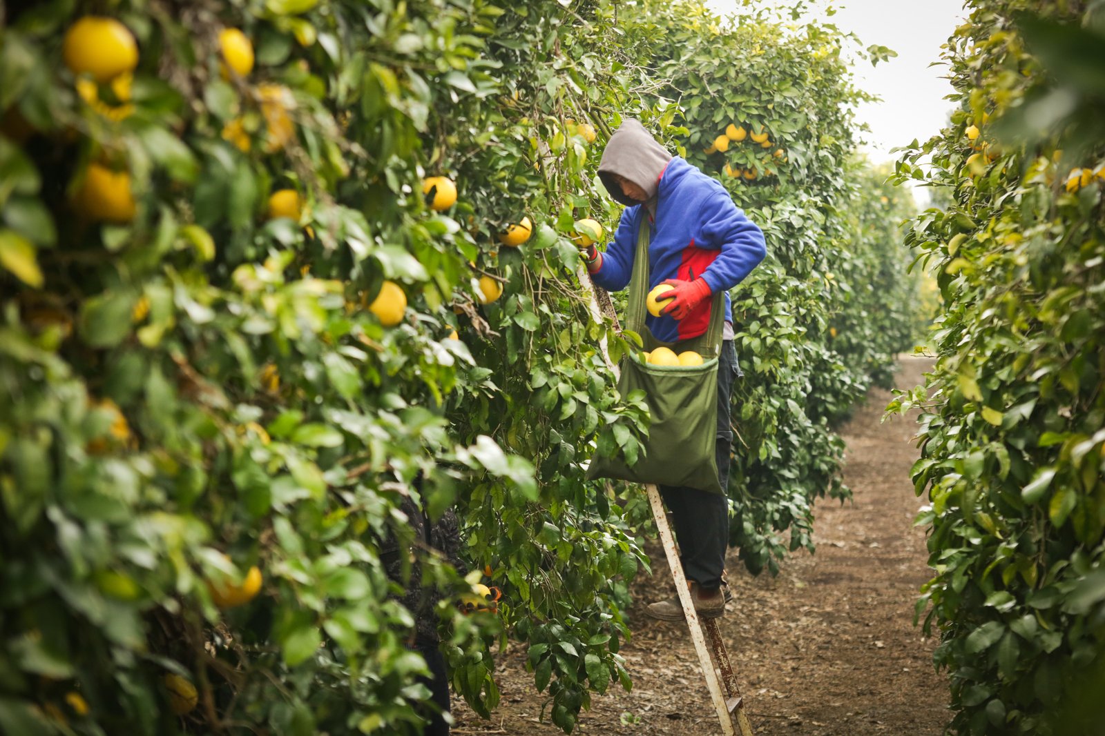 Increase Citrus Yield Using Drip Irrigation Netafim