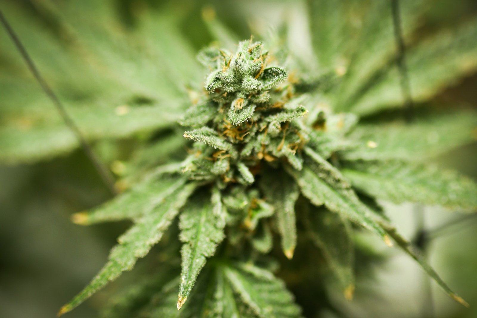 Grow Your Medical Cannabis Project I Netafim