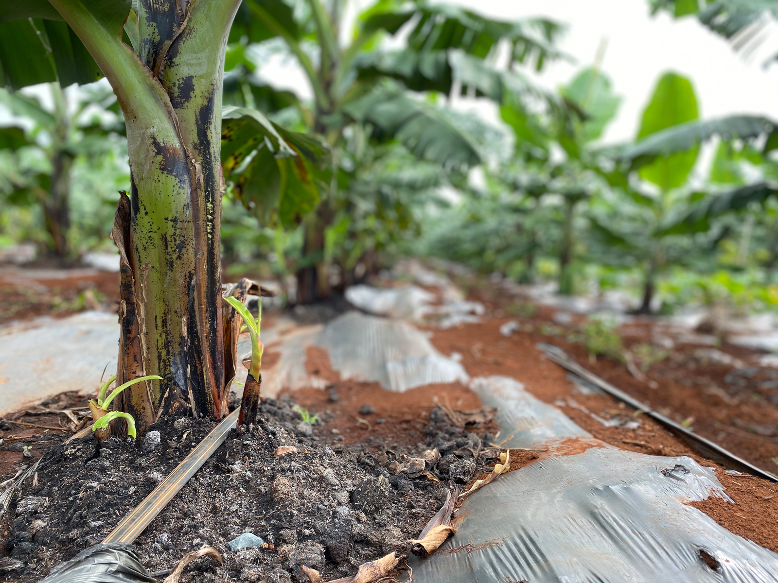 Increase Banana Yield Using Drip Irrigation Netafim