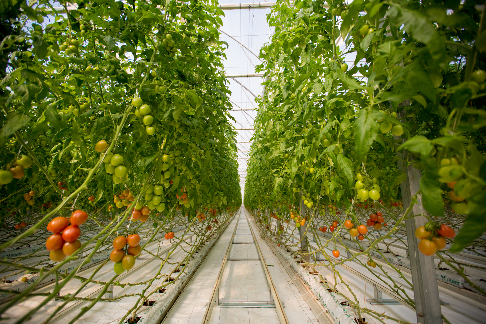 High-yield tomato farming