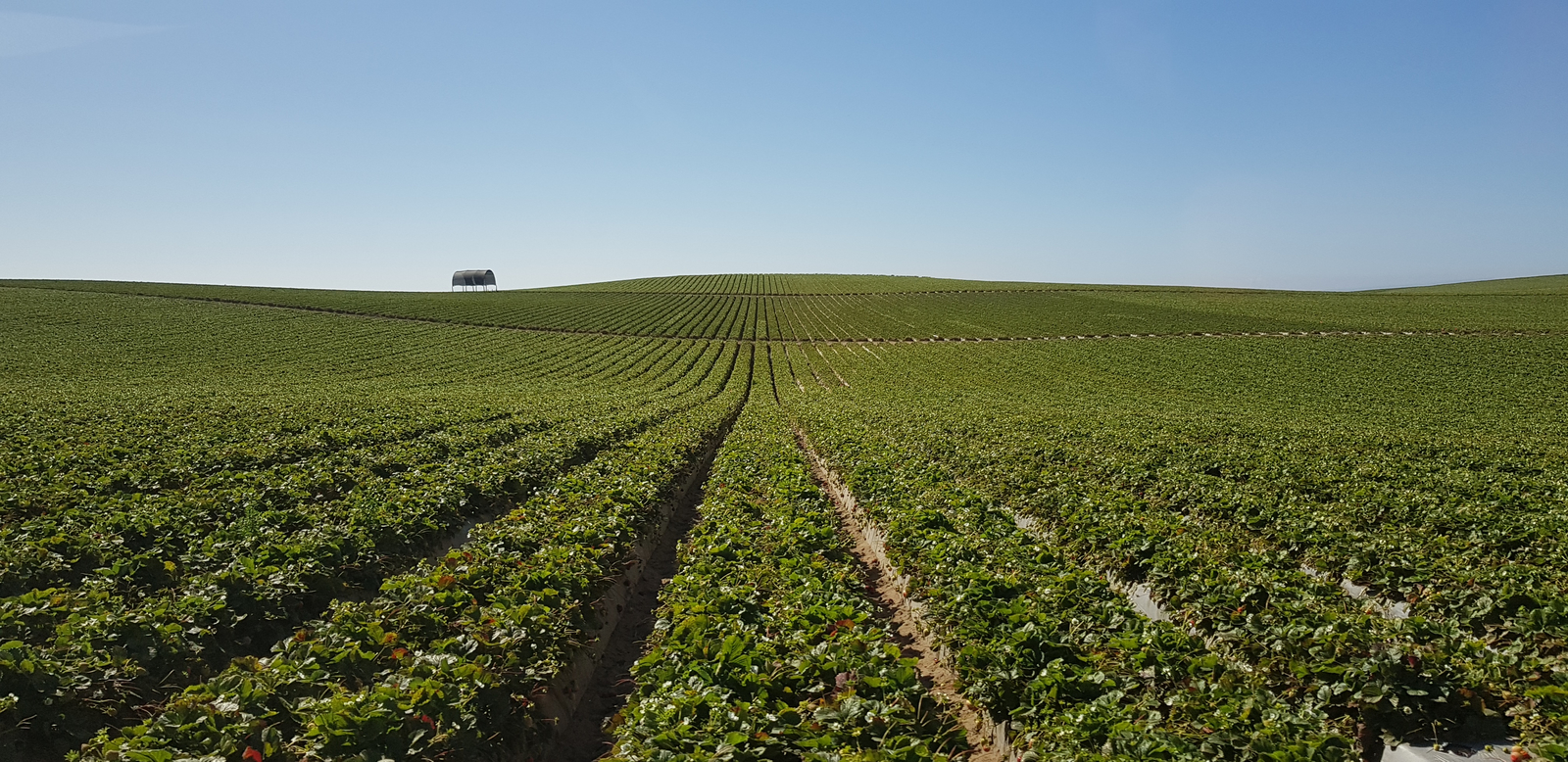 Conducting growth everywhere