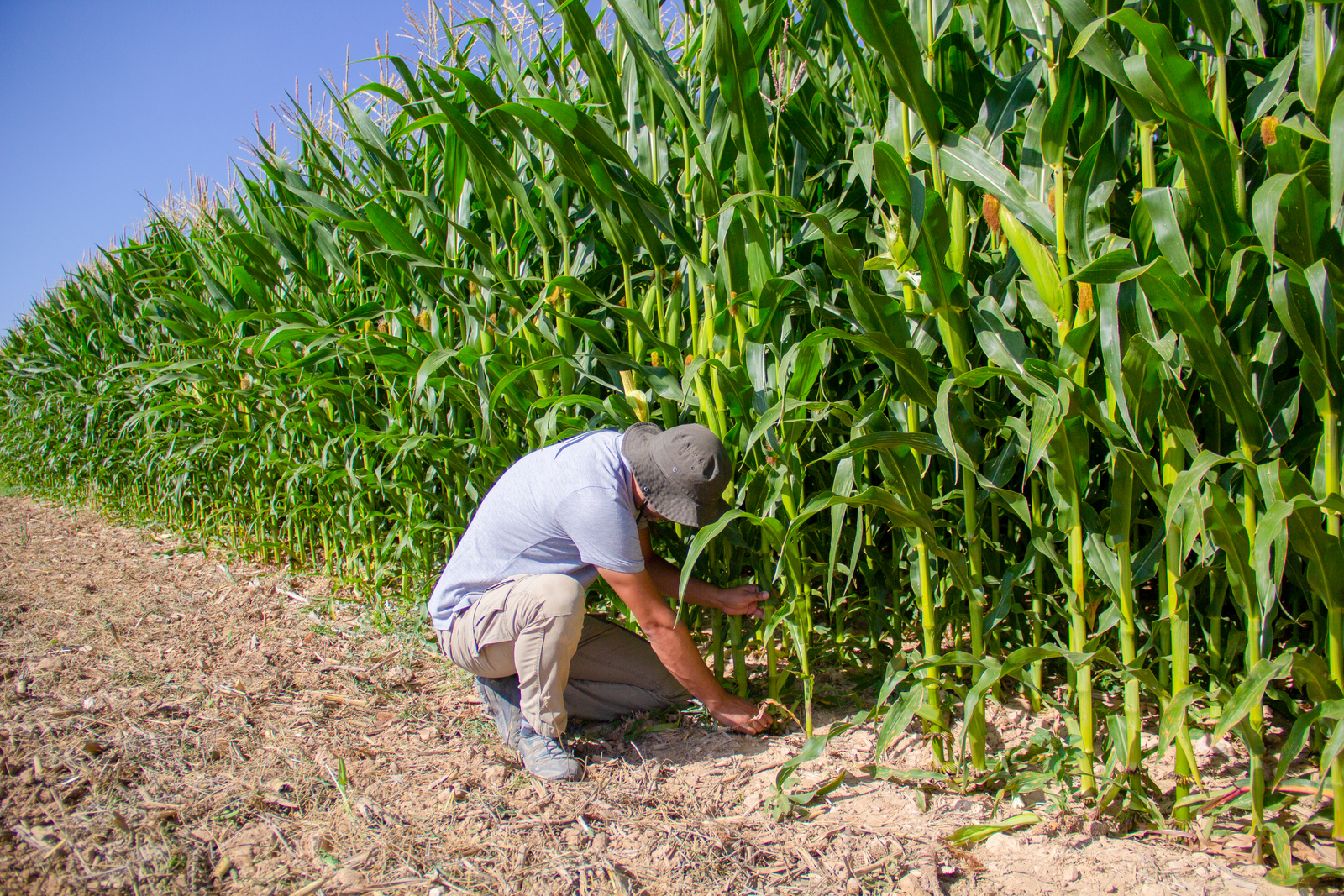 Corn Drip Drip Irrigation for Corn – increasing yields, saving water