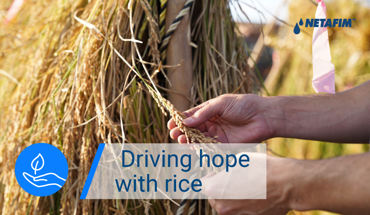 Growing Rice in Japan