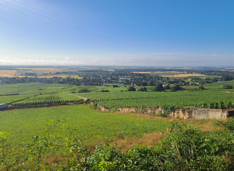 panoramic view of vinyards