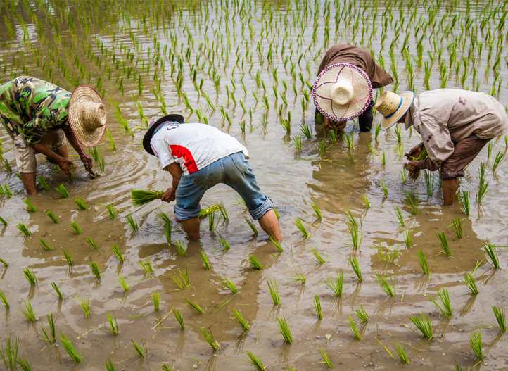 Irrigatin On Rice Will Rice Save the World? | Netafim Blog