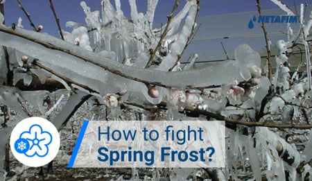 The Battle Against Spring Frost Warms Up