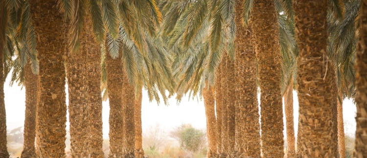 Boosting your date palm business and ROI