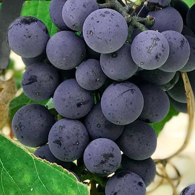 Increase Wine Grapes Yield Using Drip Irrigation Netafim