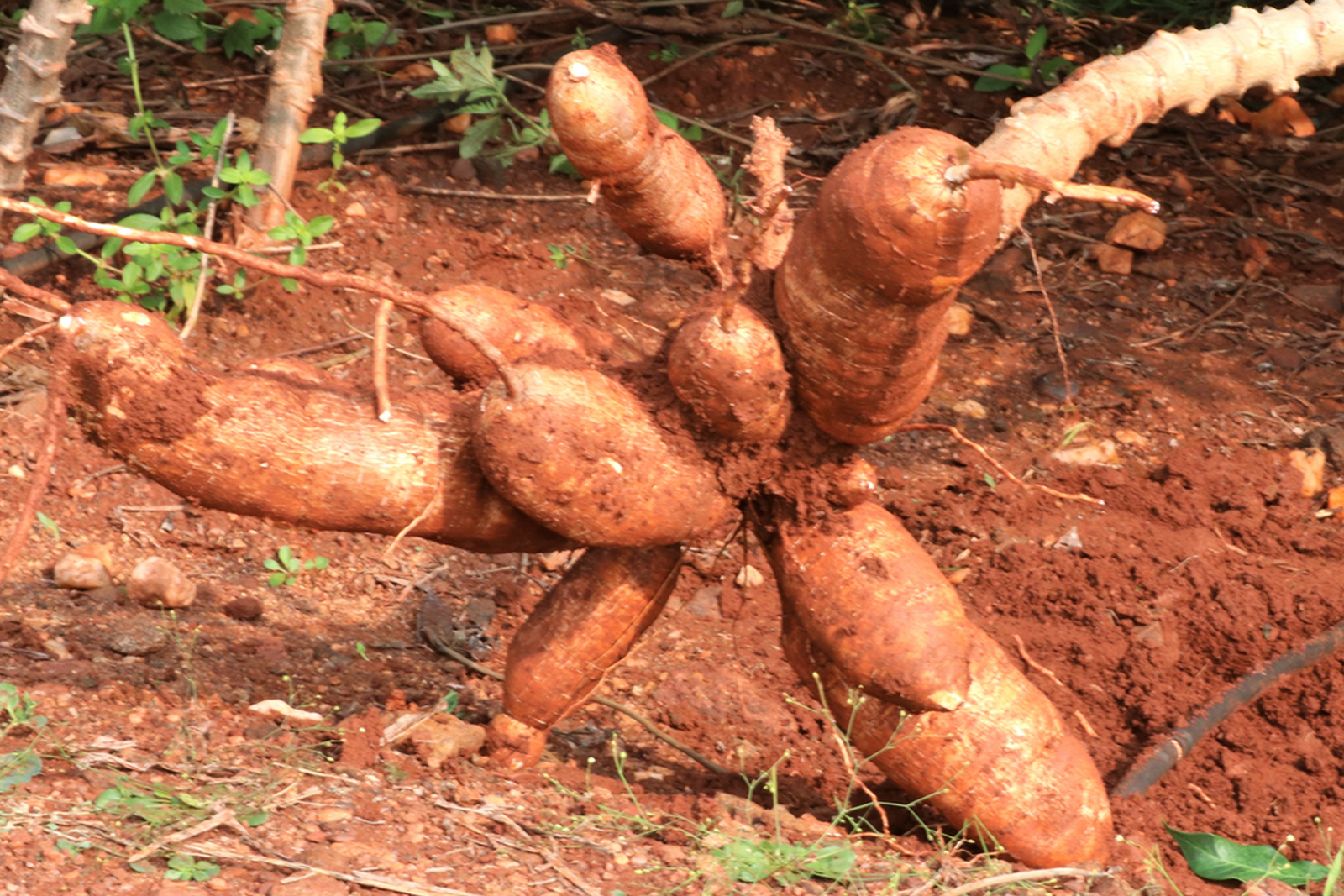 Cassava