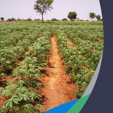 Cassava field