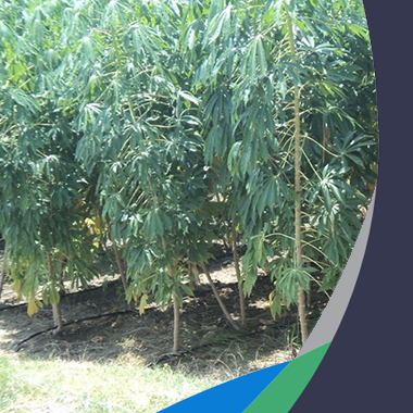 Tall cassava crops
