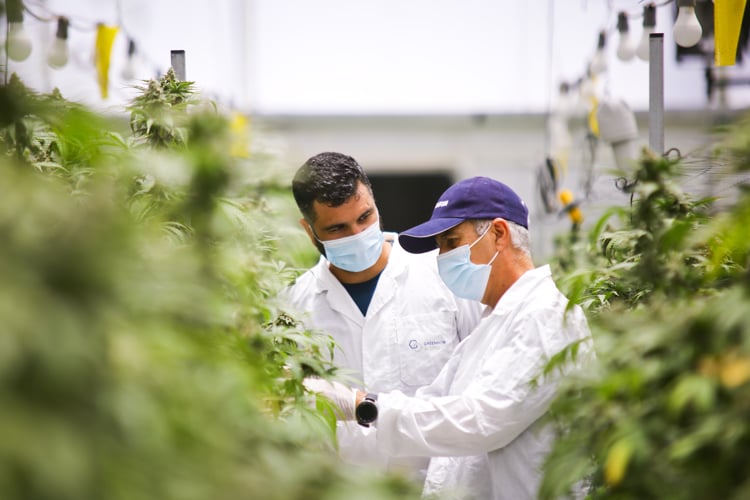 Growing medical cannabis with The right professional by your side