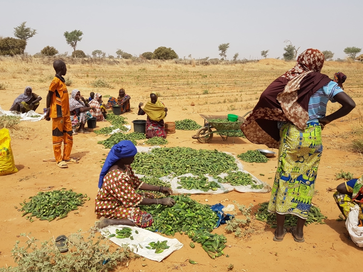 Culture innovante du gombo en contre-saison sèche et froide au Niger