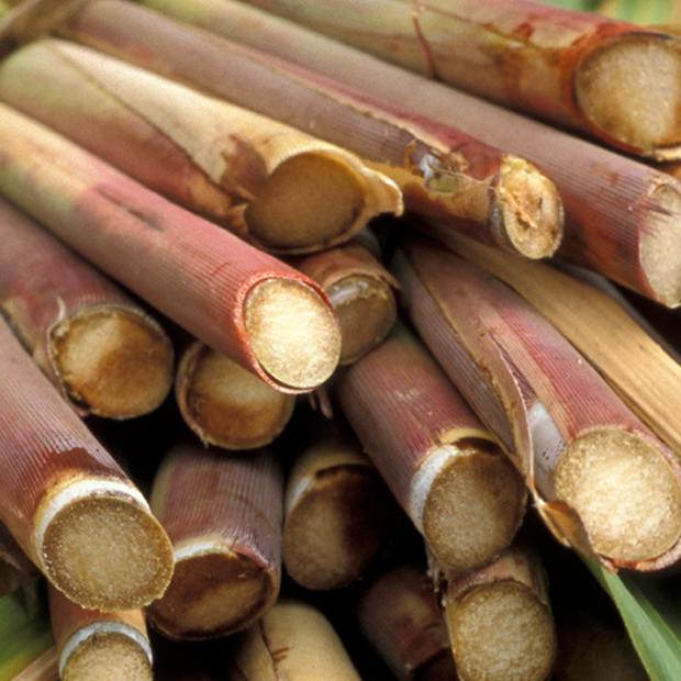 Sugarcane