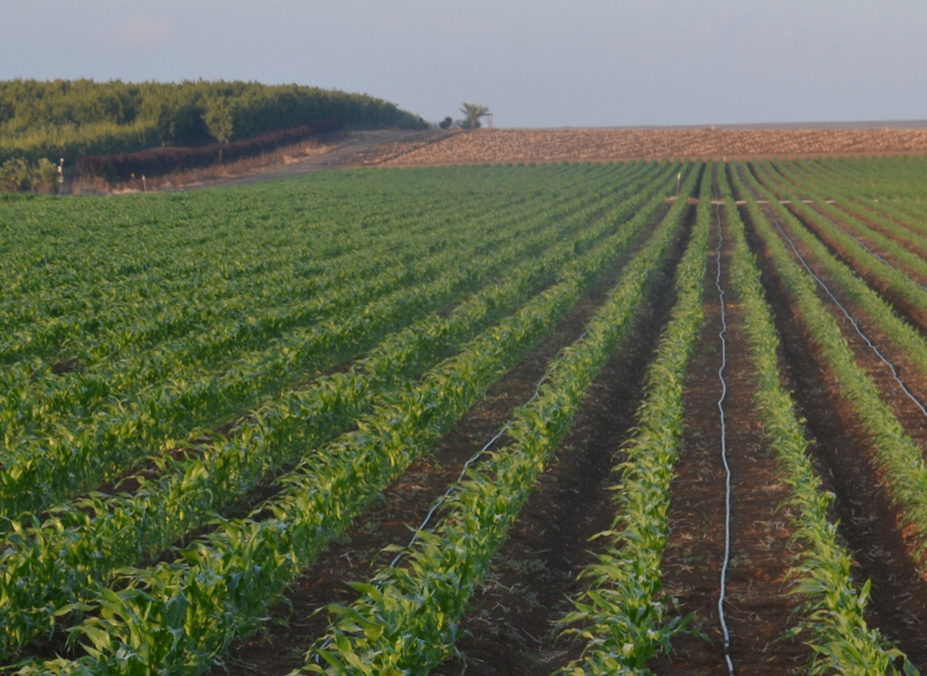 Water-use efficiency