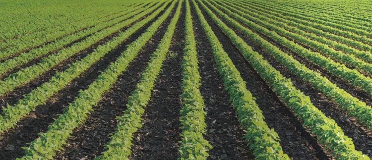 Precision irrigation solutions for field crops & vegetables