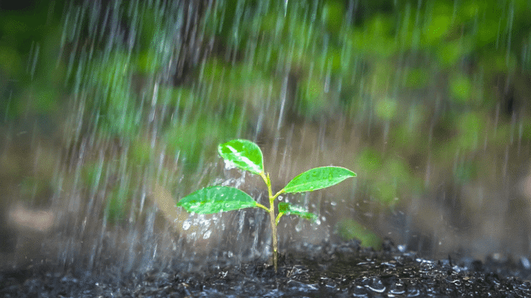 green-leaf-buds-rain