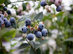 Blueberries