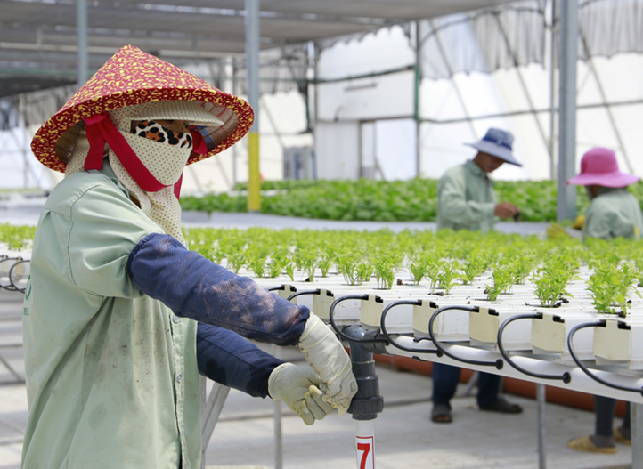 Vietnam, Melons, leafy greens and other green vegetables