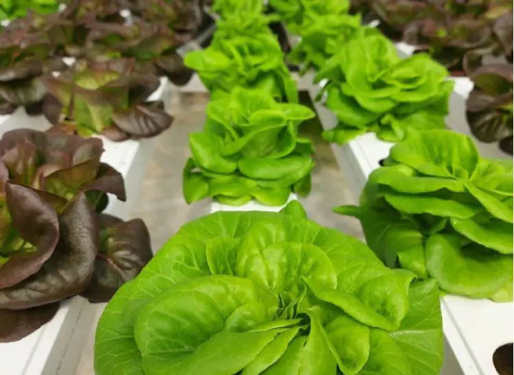Growing lettuce and herbs in a greenhouse using an NFT system