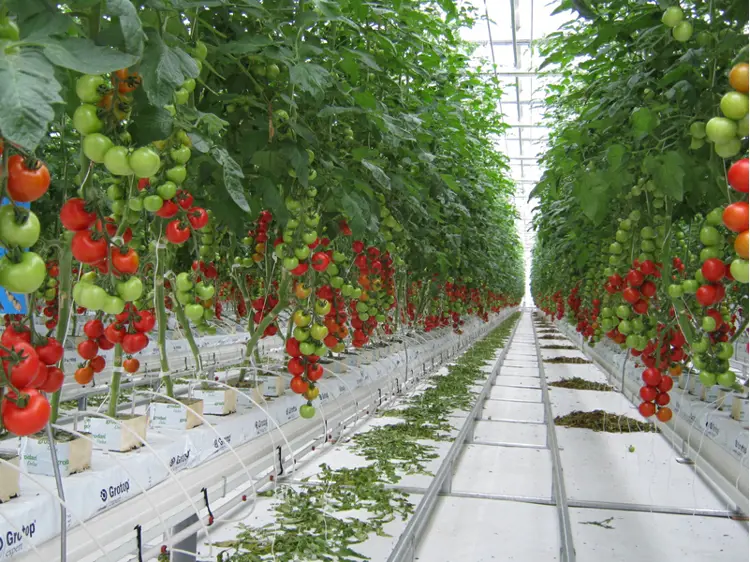 Tomato Greenhouse in Japan
