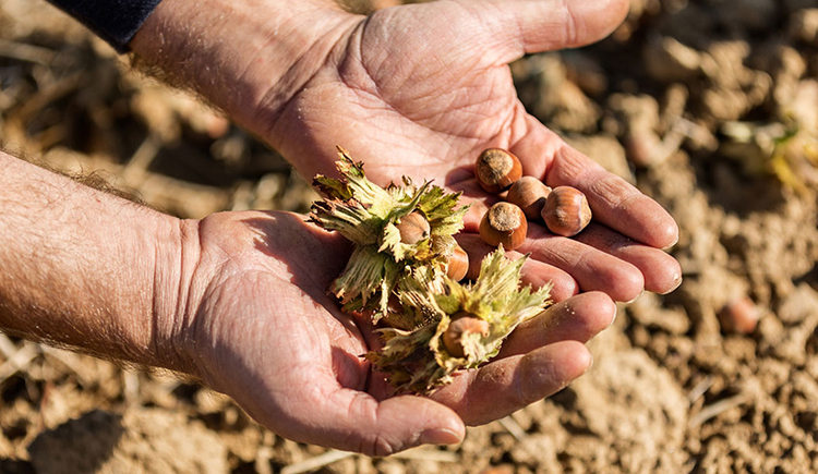 Hazelnuts