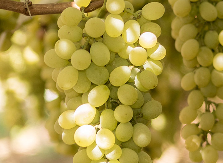 Grow premium table grapes with Netafim precision irrigation solutions.