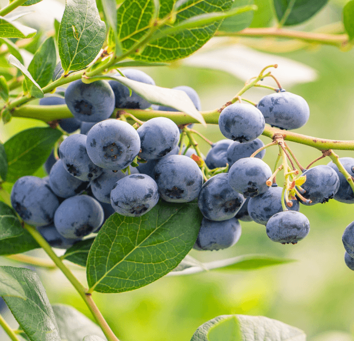 Grow Better Blueberries In A Greenhouse Vegtech Netafim Netafim