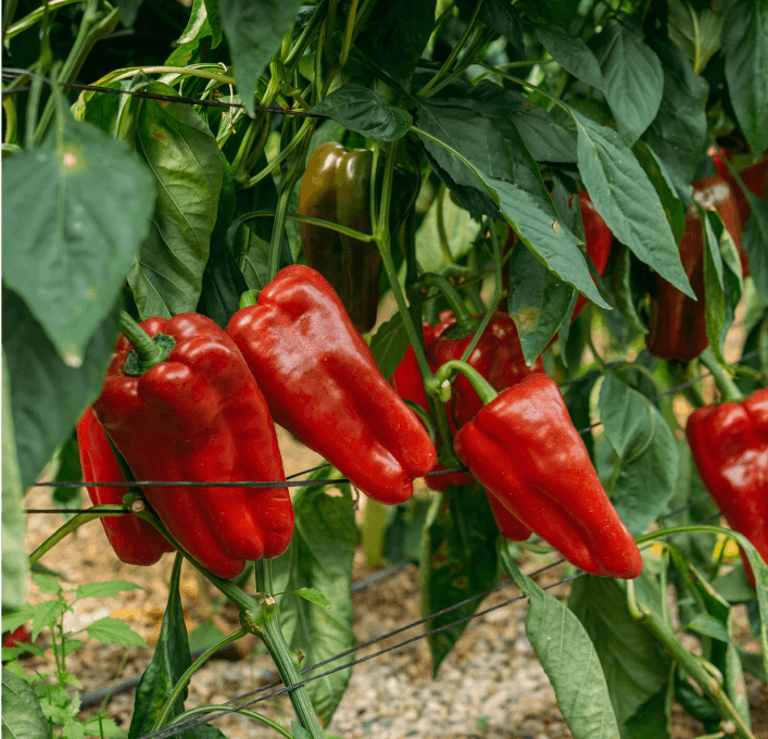 Get The Most Out Of Your Pepper Crop Vegtech Netafim Netafim