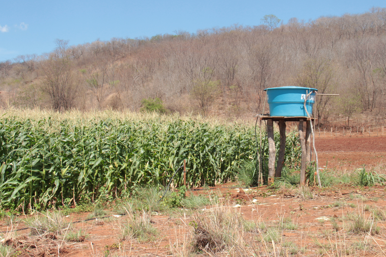 The unpleasant and inefficient reality of irrigation by flood 