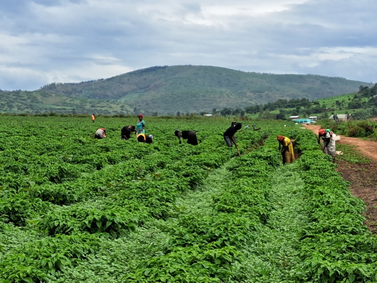 Women in field in Rwanda