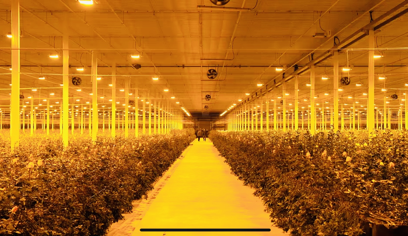 Smart & Sustainable Rose Cultivation