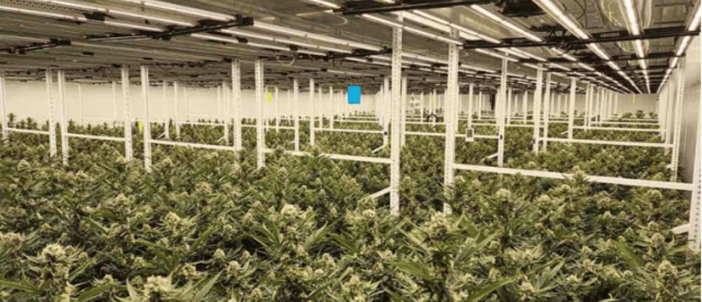 State-of-the-art Indoor Irrigation System for Medical Cannabis