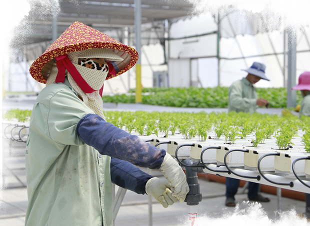 VIETNAM: MELONS, LEAFY GREENS AND OTHER GREEN VEGETABLES.