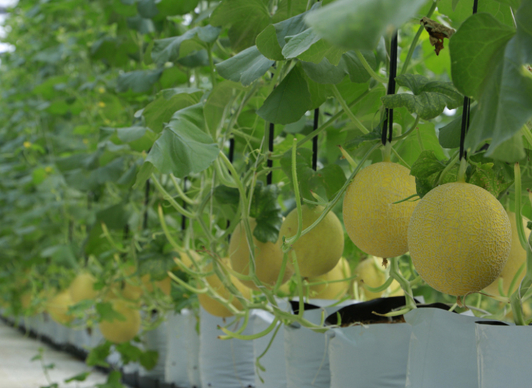 Netafim helped Vingroup ensure quality produce with polyhouse greenhouse solution. 