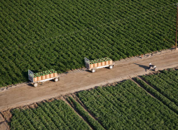 Orchards and field crops