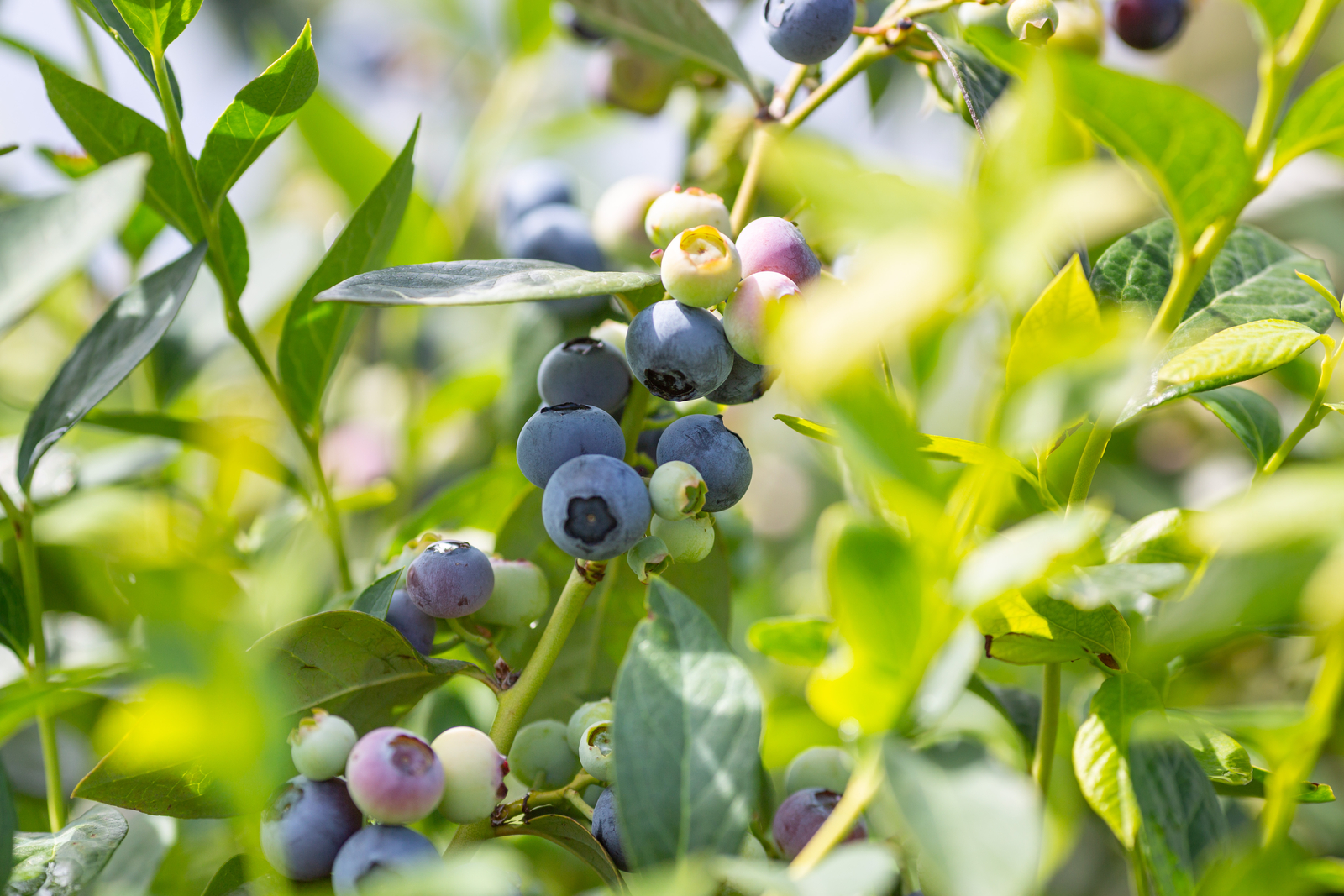 Growing blueberries in a protected environment