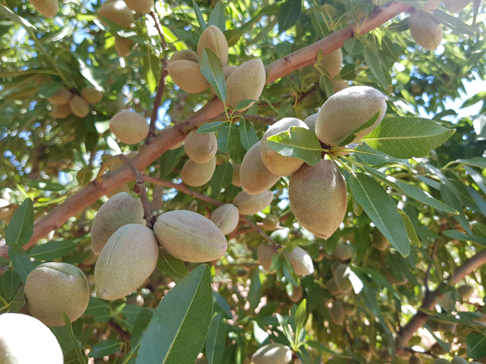 Almonds - orchard