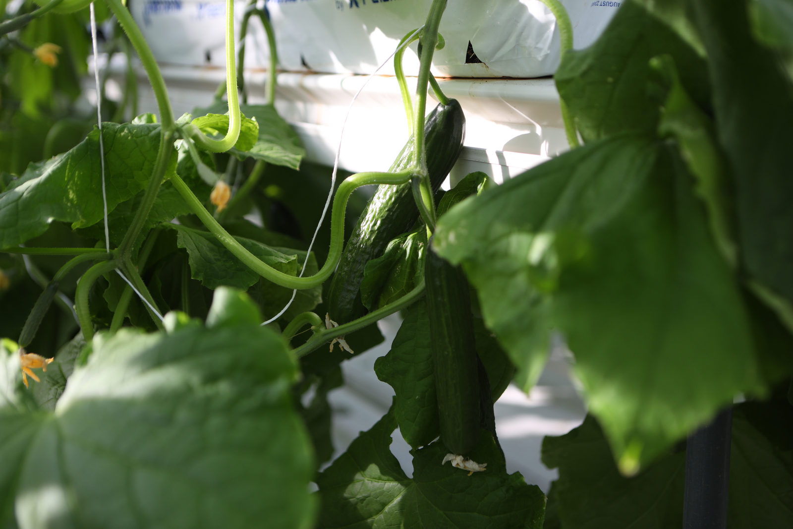 Optimal growing conditions for Greenhouse Cucumbers 