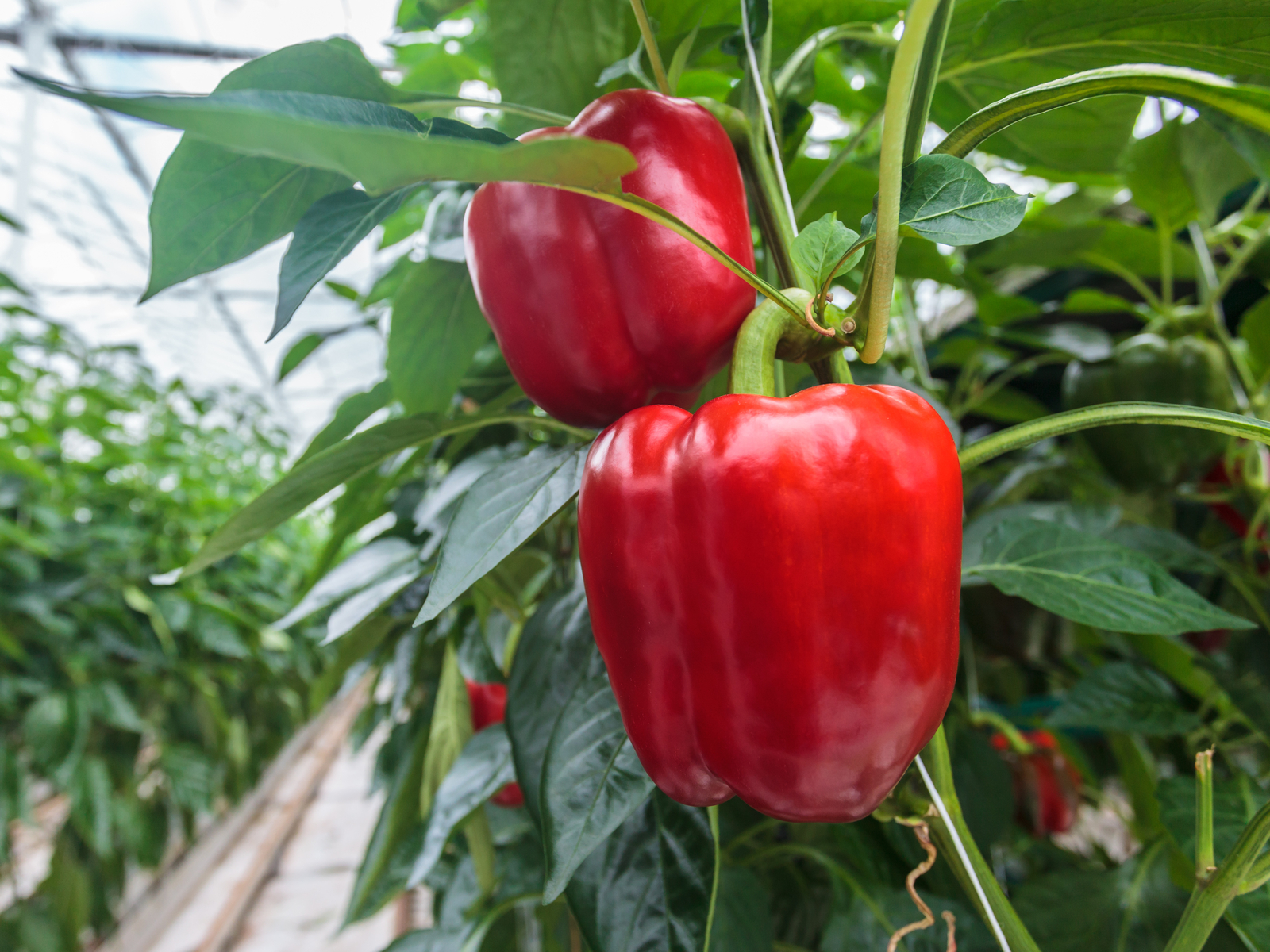 Greenhouse Peppers