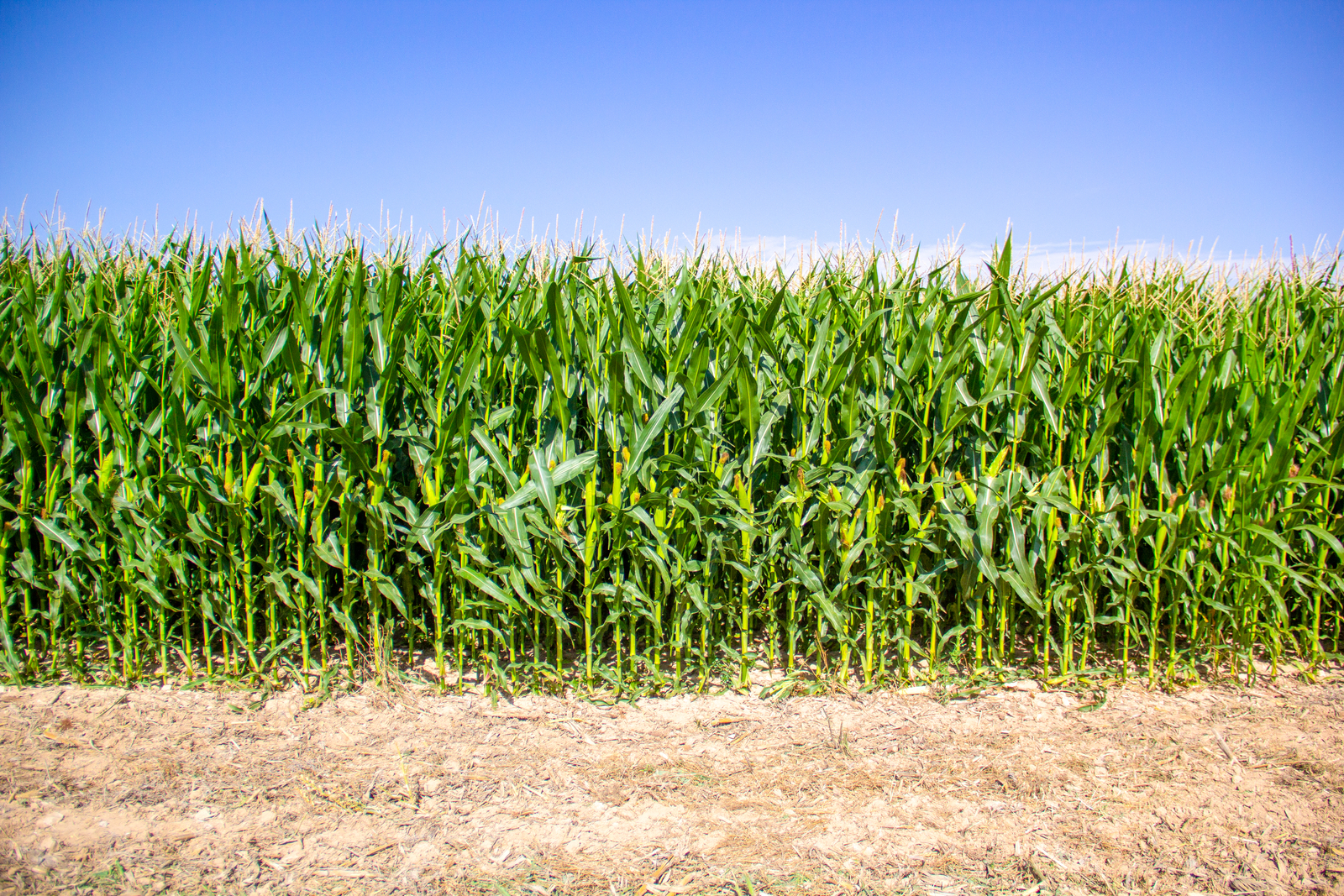 Corn Drip Increase Corn Yield Using Drip Irrigation | Netafim