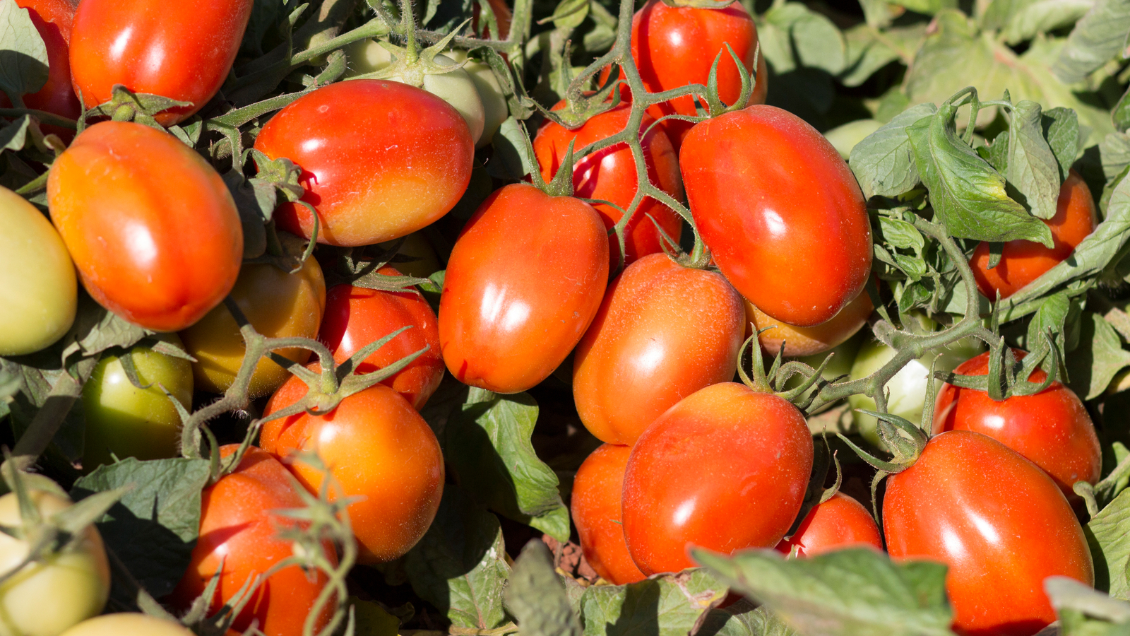 Drip irrigation for processing tomatoes