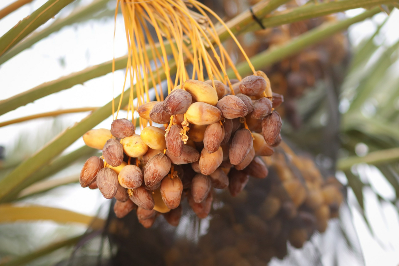 A close-up of mature dates growing on the Date Palms tree