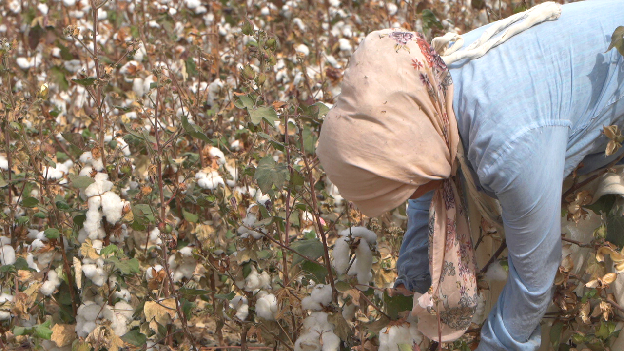 UZBEKISTAN: COTTON