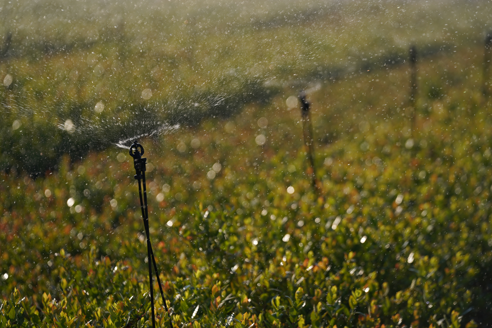 SPRINKLERS IRRIGATION – MUCH MORE THAN JUST IRRIGATION