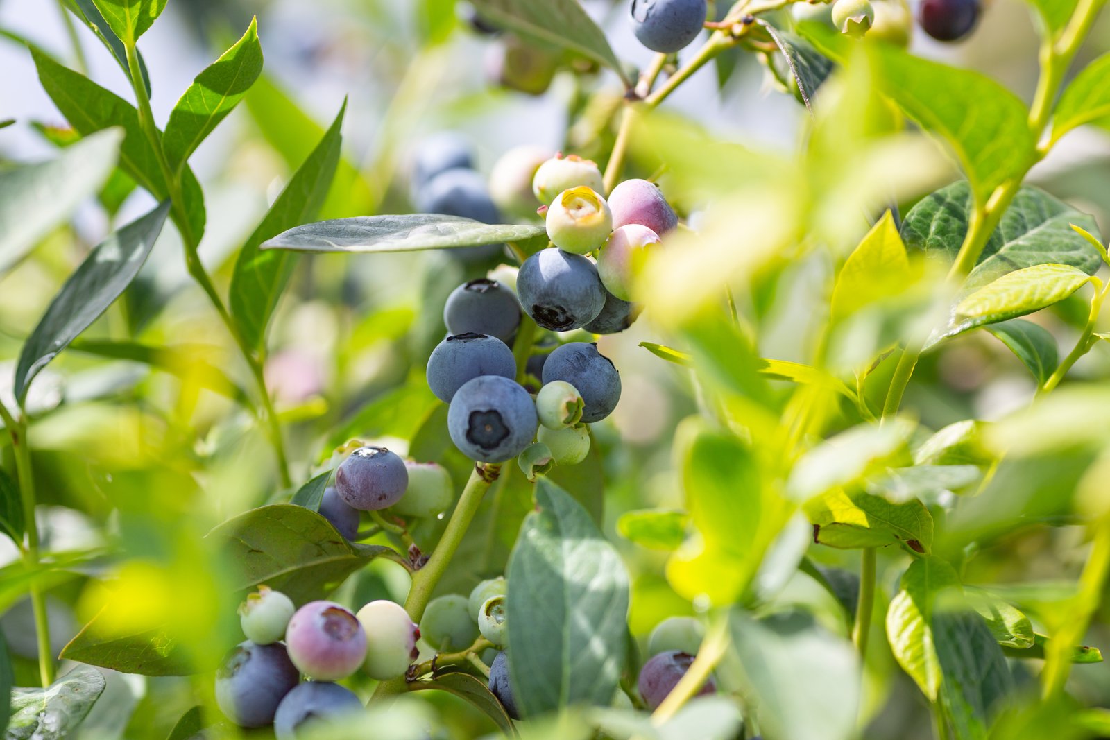 Why is it good to grow blueberries in a protected environment?