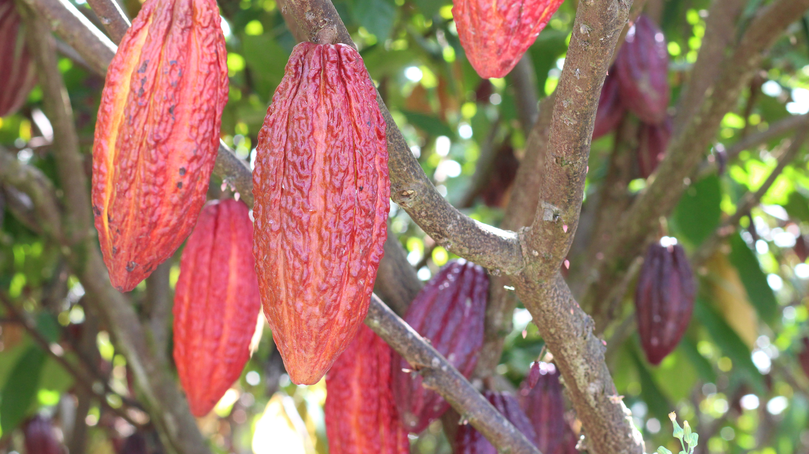 Precision irrigation for cocoa
