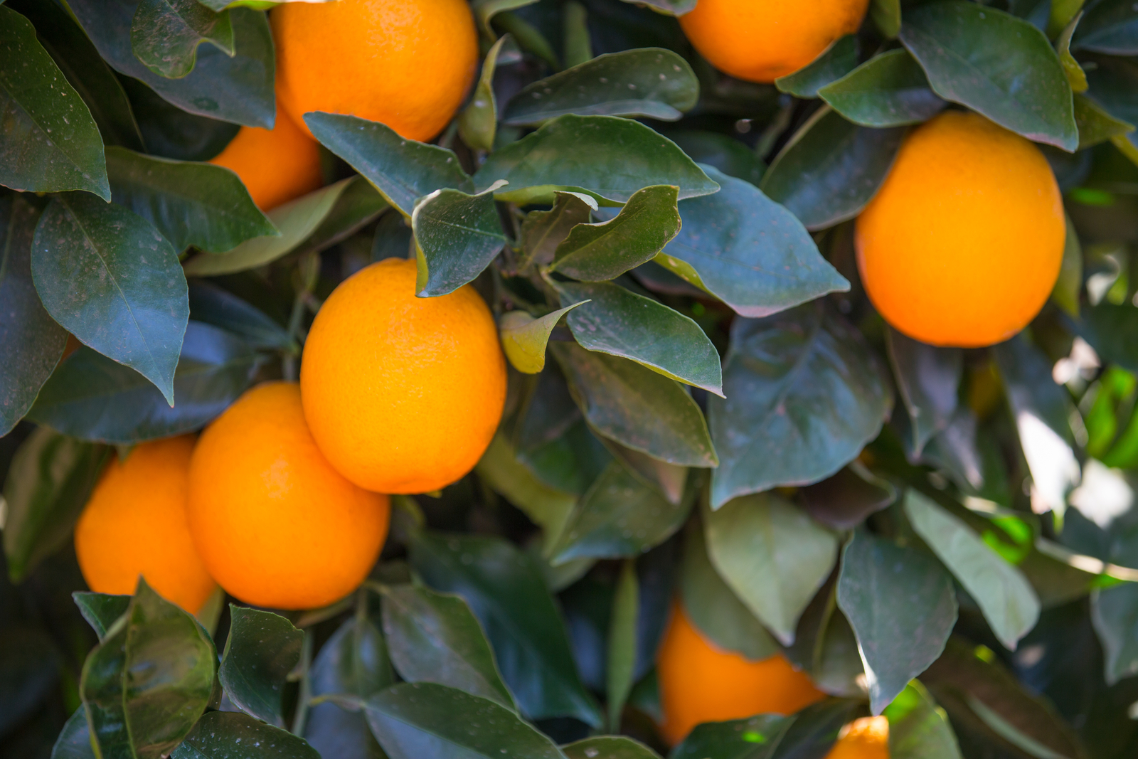 Precision irrigation for citrus