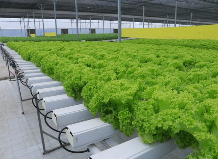 Lettuce plants in greenhouse in Vietnam