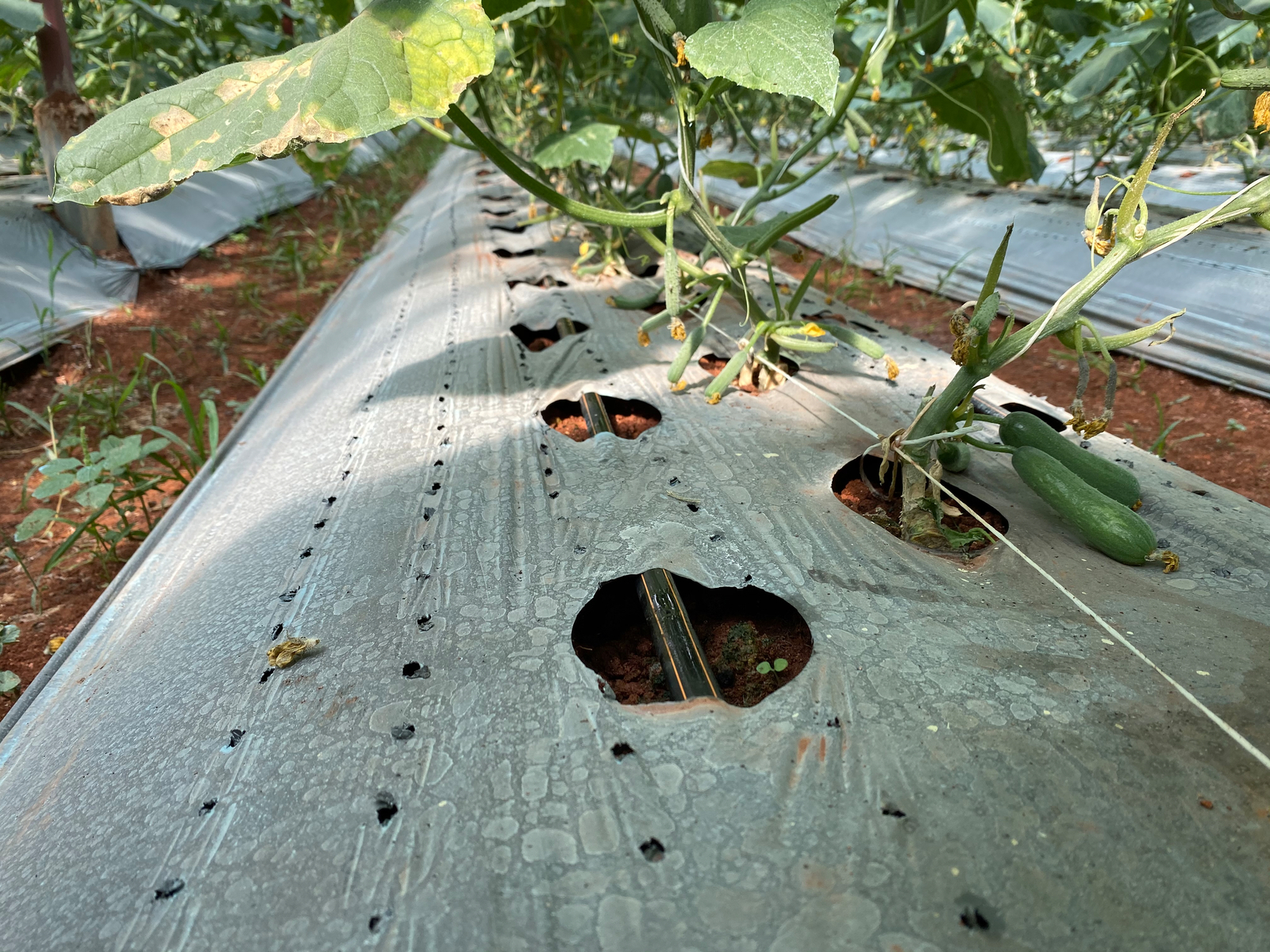 Uniram in greenhouse 